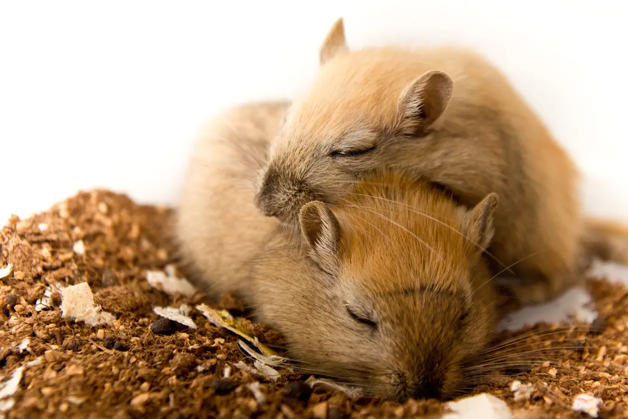 Snelle oogbewegingen tijdens slaap laten zien waar muis over droomt