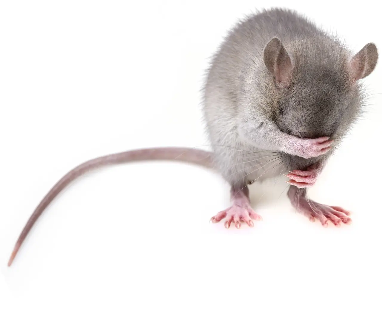 Ratten doen andere ratten liever geen pijn