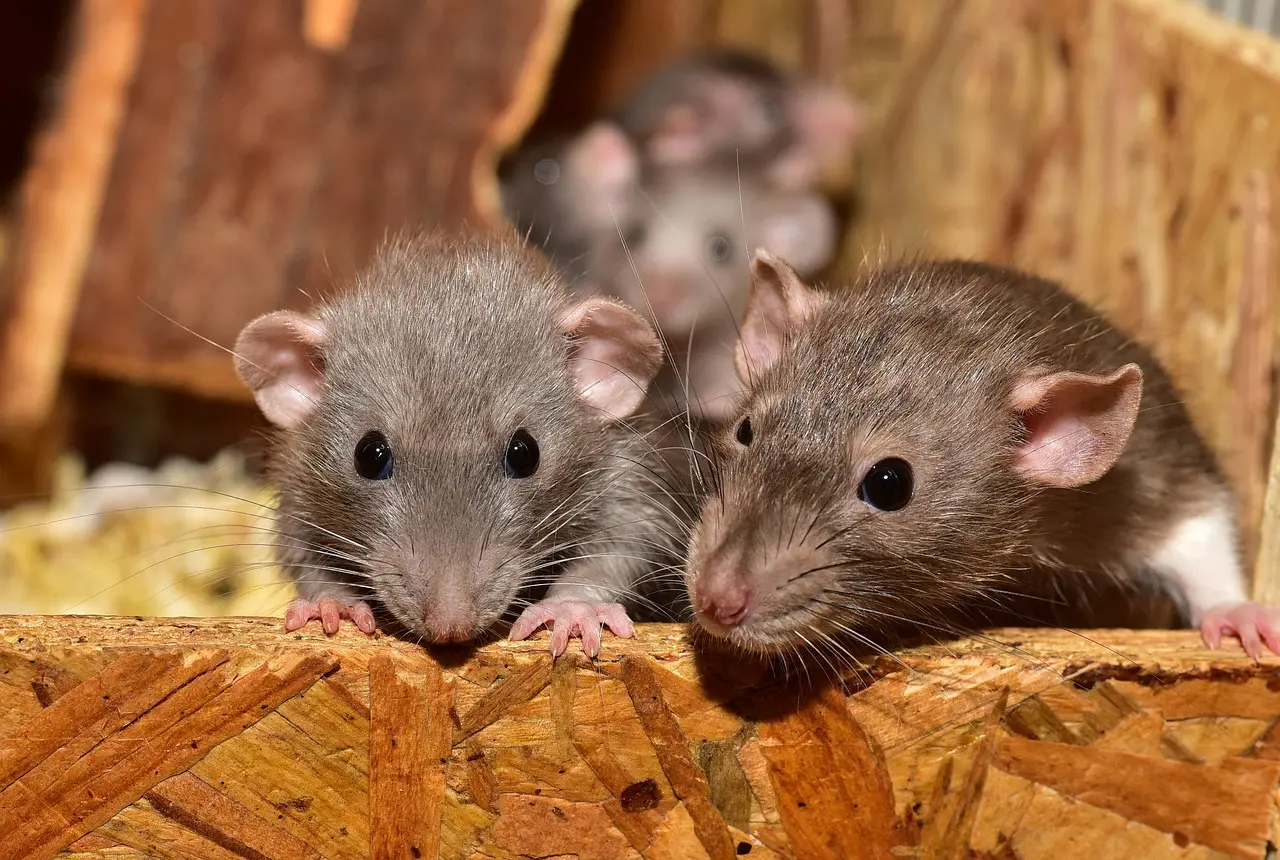 Ratten socialer dan gedacht