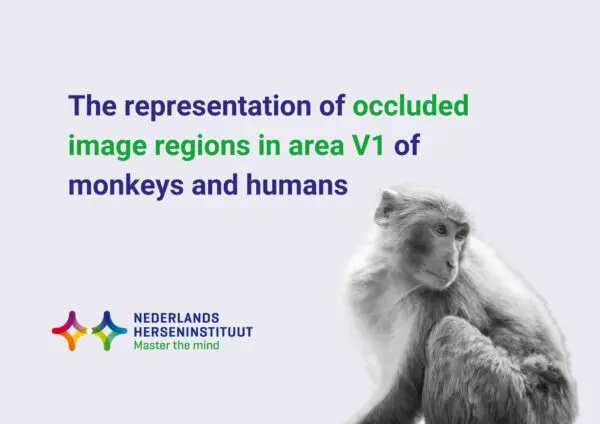 The representation of occluded image regions in area V1 of monkeys and humans