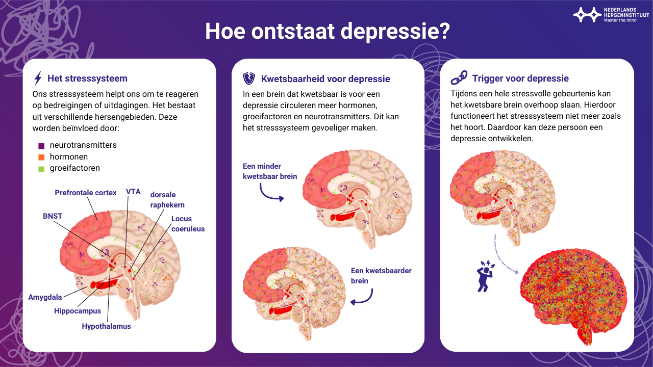 Ons stresssysteem helpt ons om te reageren op bedreigingen of uitdagingen. Het bestaat uit verschillende hersengebieden. Deze worden beïnvloed door: neurotransmitters, hormonen en groeifactoren. In een brein dat kwetsbaar is voor een depressie circuleren meer hormonen, groeifactoren en neurotransmitters. Dit kan het stresssysteem gevoeliger maken. Tijdens een hele stressvolle gebeurtenis kan het kwetsbare brein overhoop slaan. Hierdoor functioneert het stresssysteem niet meer zoals het hoort. Daardoor kan deze persoon een depressie ontwikkelen.
