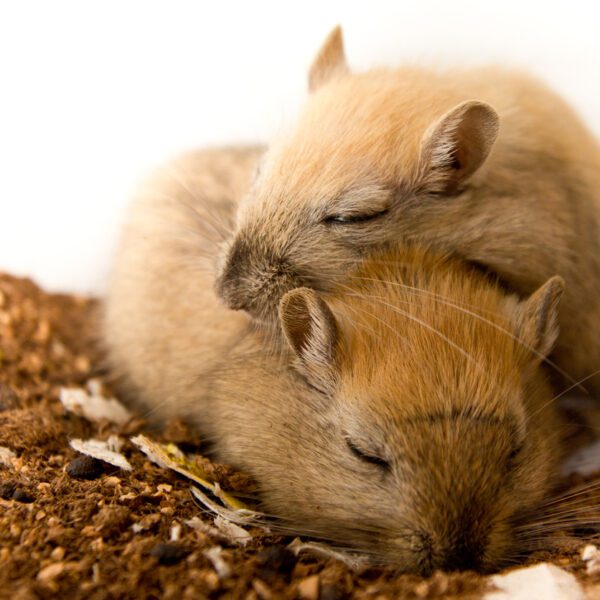 Snelle oogbewegingen tijdens slaap laten zien waar muis over droomt
